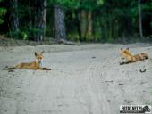 2025.06.26 - SESYJKA LISÓW