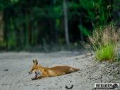 2025.06.26 - SESYJKA LISÓW