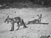 2025.06.26 - SESYJKA LISÓW