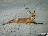 2025.06.26 - SESYJKA LISÓW