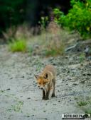 2025.06.26 - SESYJKA LISÓW