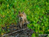 2025.06.26 - SESYJKA LISÓW