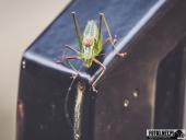 2024.08.11 – WĘDRÓWKA NA ŚNIEŻNE KOTŁY