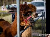 2025.04.13 - BIEG CHARYTATYWNY BIEGIEM PO SPRAWNOŚĆ DLA ELI - cz. 1