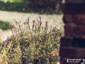 2024.10.20 - PARK KSIĄŻĘCY ZATONIE