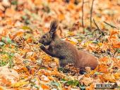 2024.10.20 - PARK KSIĄŻĘCY ZATONIE