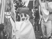 2025.04.21 - SIWKI W CHORZEMINIE