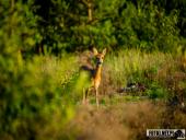 2025.08.12 - WIECZORNA WTORKOWA WIZYTA W LESIE