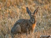 2025.08.12 - WIECZORNA WTORKOWA WIZYTA W LESIE