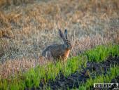 2025.08.12 - WIECZORNA WTORKOWA WIZYTA W LESIE