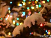 2017.01.19 - WOLSZTYN ZIMĄ