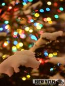 2017.01.19 - WOLSZTYN ZIMĄ