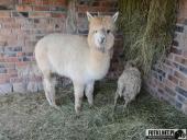 2017.06.18-23 - KUDOWA ZDRÓJ