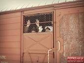 2016.04.02 - II MARSZ KATYŃSKI