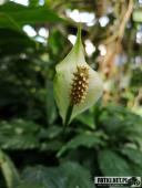 2019.04.06 - PALMIARNIA POZNAŃSKA