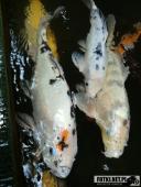 2019.04.06 - PALMIARNIA POZNAŃSKA