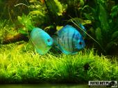 2019.04.06 - PALMIARNIA POZNAŃSKA