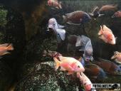 2019.04.06 - PALMIARNIA POZNAŃSKA