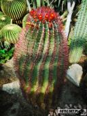 2019.04.06 - PALMIARNIA POZNAŃSKA