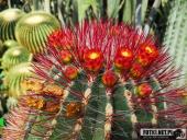 2019.04.06 - PALMIARNIA POZNAŃSKA