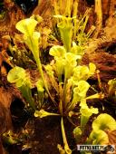 2019.04.06 - PALMIARNIA POZNAŃSKA