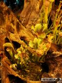 2019.04.06 - PALMIARNIA POZNAŃSKA