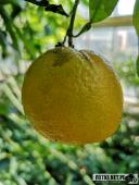 2019.04.06 - PALMIARNIA POZNAŃSKA