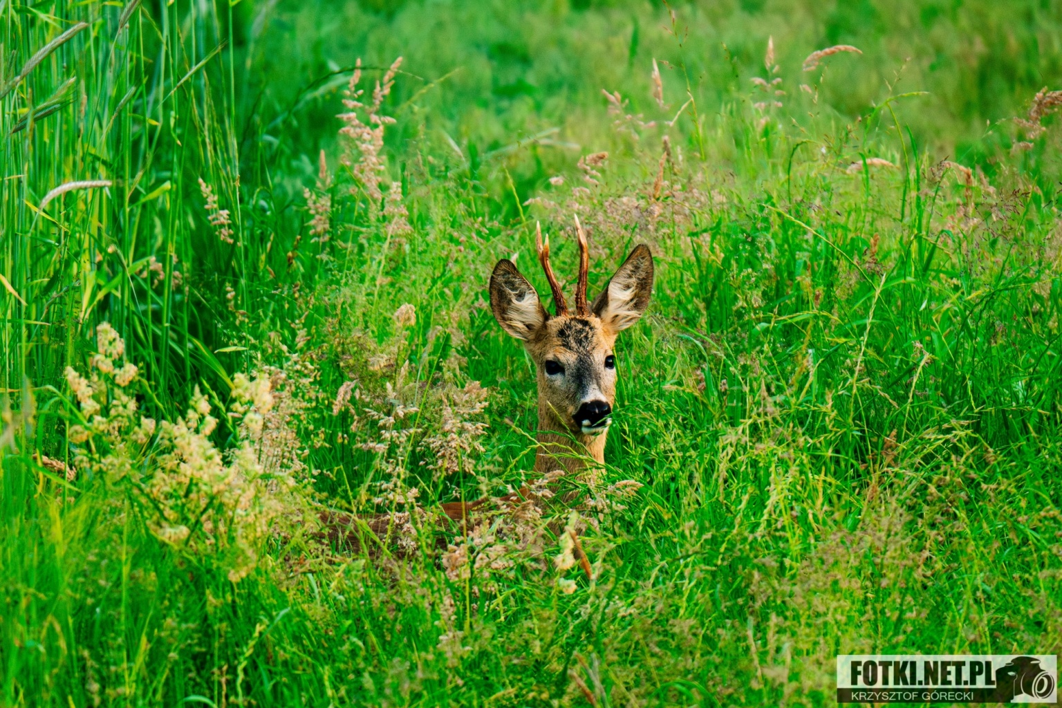 2025.05.31 - KRUTLA I OKOLICE