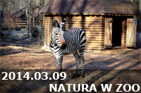 2014.03.09 - NATURA W ZOO