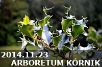 2014.11.23 - ARBORETUM W KÓIKU